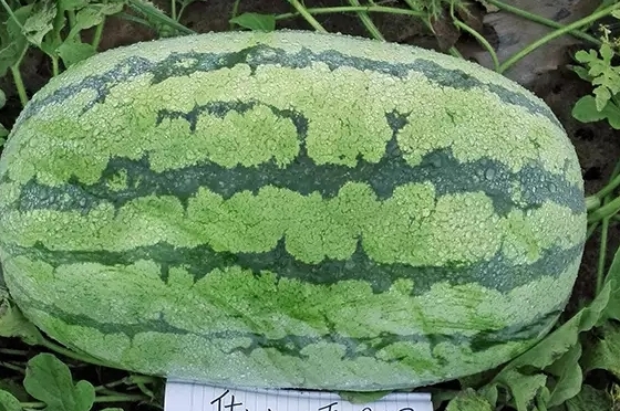 西瓜只為夏天而生嗎？