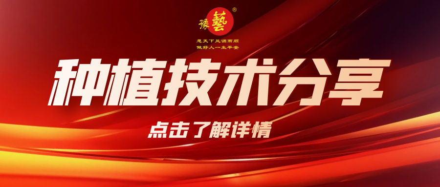 要想種出精品率高的胡蘿卜，這7點要注意！